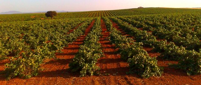 Vinedos Extremadura httpwwwrutadelvinoriberadelguadianacom EDIIMA20150130 0812 13
