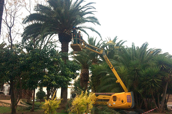 poda palmeras